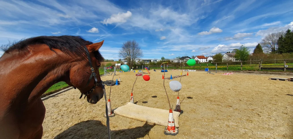 Ein braunes Pferd betrachtet einen Trainingsparcours mit bunten Luftballons und Pylonen auf einem Sandreitplatz.