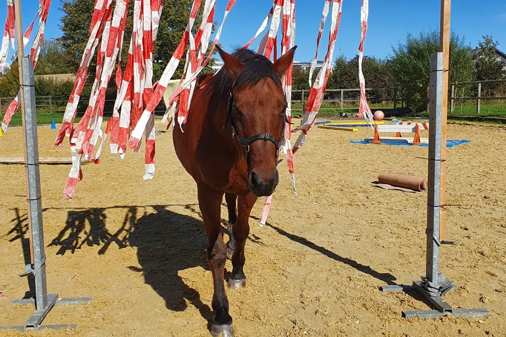 Ein braunes Pferd geht gelassen durch einen Vorhang aus rot-weißen Flatterbändern auf einem Reitplatz.